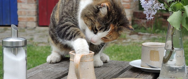 aliments toxiques pour le chat